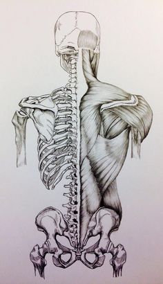 a drawing of the back of a human skeleton