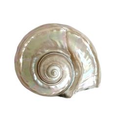 sea shell, sea, png Sea Shell Aesthetic, Widget White Background, Shells Aesthetics, Shell Icon, Shell Png, Sea Icons, Shell Aesthetic