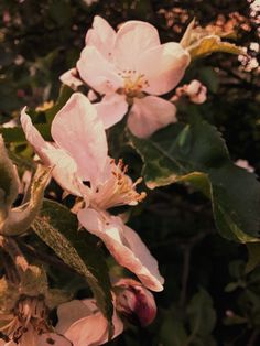 #flowers #spring Apple Blossoms, Flowers Spring, Apple Blossom, Blossom