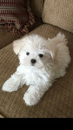 a small white dog laying on top of a couch