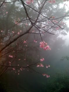 pink flowers are blooming in the foggy woods