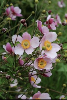 pink and yellow flowers are growing in the grass