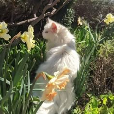 a white cat sitting in the grass next to flowers