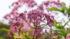 purple flowers with green leaves in the foreground and white sky in the back ground