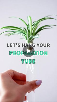 a person holding a plant with the caption let's hang your propagation tube