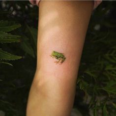 a small green frog on the arm