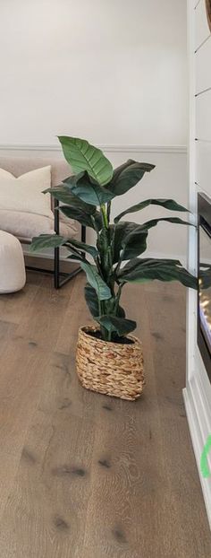 a houseplant in a wicker basket on the floor next to a couch