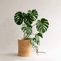 a plant in a wooden pot on a white background