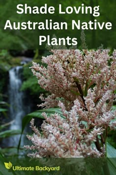 the front cover of a book with an image of a waterfall in the background and text that reads shade loving australian native plants