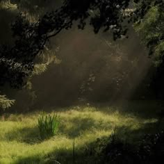 the sun shines through the trees and grass