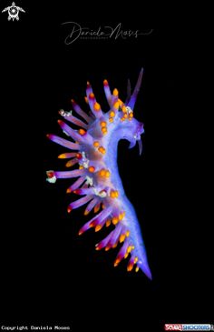 a purple sea horse with orange and yellow dots on it's back end, against a black background