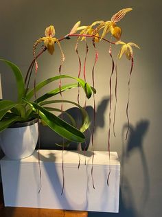 two yellow orchids are in a white vase on a shelf next to a lamp