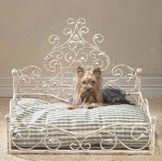 a small dog sitting on top of a bed