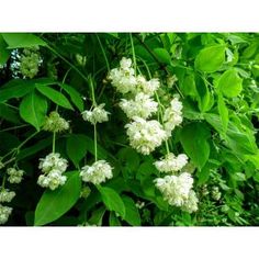 some white flowers and green leaves on a tree