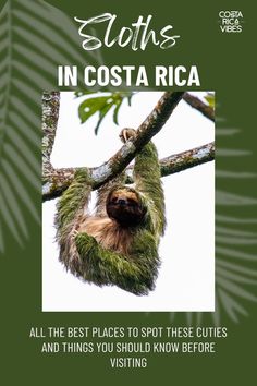 sloths in costa rica all the best places to spot these cute animals and things you should know before visiting