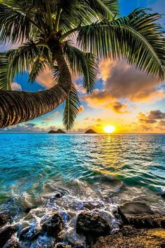 a palm tree on the beach at sunset