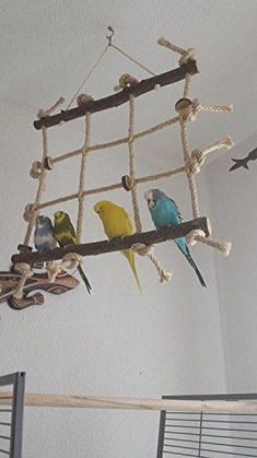 several birds are perched on the perches of a caged bird feeder in a room