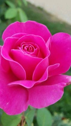 a pink rose with green leaves in the background