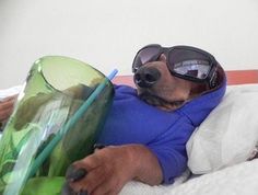 a dog wearing goggles and sitting on a bed