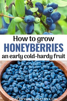 blueberries in a wooden bowl with text overlay how to grow honeyberries an early cold - hardy fruit