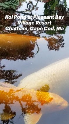 an image of a koi fish in the water with caption that reads koi point pleasant bay village resort, chatham cape