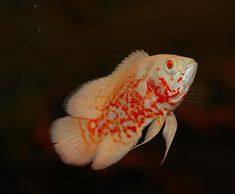 an orange and white fish is swimming in the water