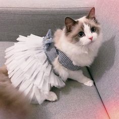 a cat wearing a dress sitting on top of a couch