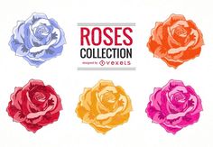 six different colored roses with the words roses collection