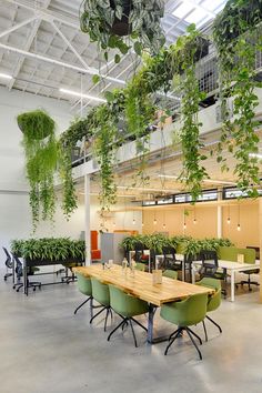 an office with plants hanging from the ceiling and desks on either side of them