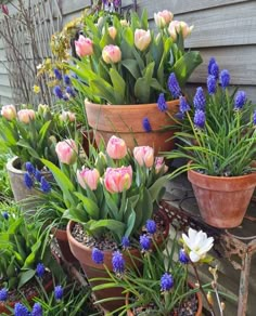 several potted plants with pink and white flowers