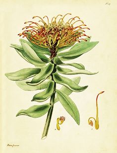 an illustration of a flower with green leaves