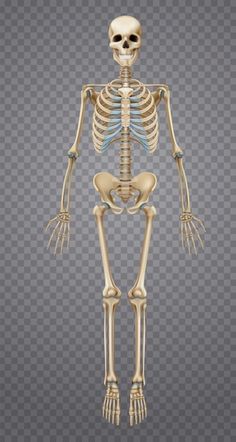 a human skeleton is shown on a transparent background - stock photo - images gratien