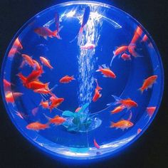 an aquarium with goldfish in it and water coming out of the bowl to its sides