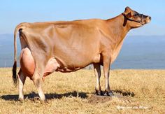 a brown cow standing on top of a dry grass field