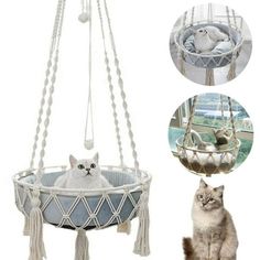 a cat is sitting in a hammock hanging from the ceiling and next to it is