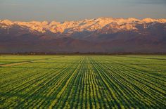 a large field with snow capped mountains in the background