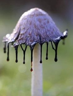 a purple flower with drops of water on it