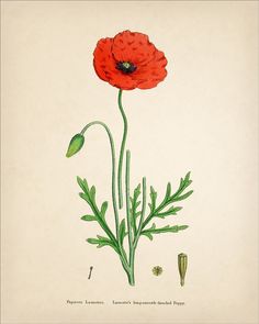 an illustration of a red flower with green stems