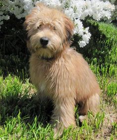 a small brown dog sitting in the grass next to some white and pink flowers on a bush