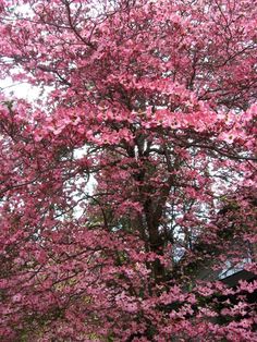 a tree with lots of pink flowers in the foreground and a house in the background