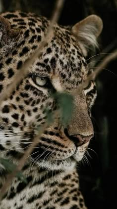 a close up of a leopard's face through some trees