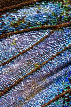 an image of the back side of a peacock's tail feathers are blue and green