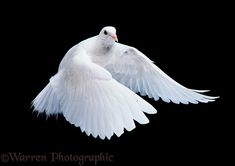 a white bird is flying in the air