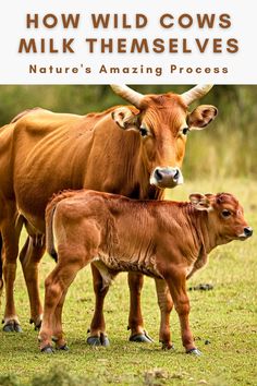 A mother wild cow and her calf standing together in a grassy field. The image illustrates the natural bond between mother and calf in wild cattle, relating to how wild cows naturally manage their milk production. The text above reads 'How Wild Cows Milk Themselves: Nature's Amazing Process' Cows Milk, Animal Lovers, Animal Lover