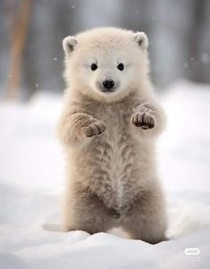 a polar bear standing on its hind legs in the snow with it's paws up