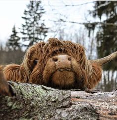 an animal with long hair laying on top of a tree