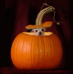 a small dog is sitting in a pumpkin