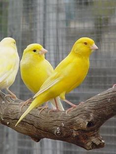 three yellow birds are sitting on a branch