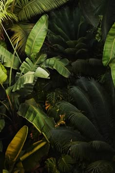 the jungle is full of tropical plants and trees, including banana's or palm fronds