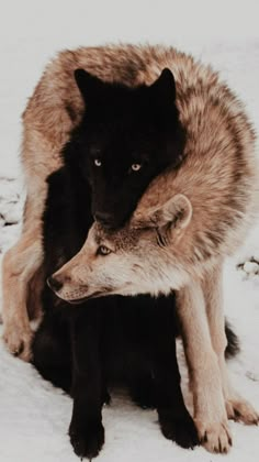 two wolfs are sitting in the snow with their heads on each other's shoulders